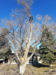 KTM Trees trims a tree in Utah County