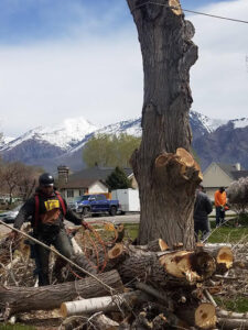 Worker moving logs after tree trimming/pruning with a chainsaw