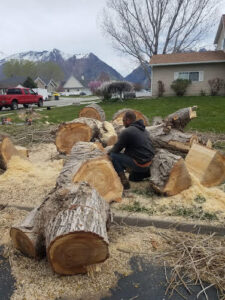Tree removal in Utah County