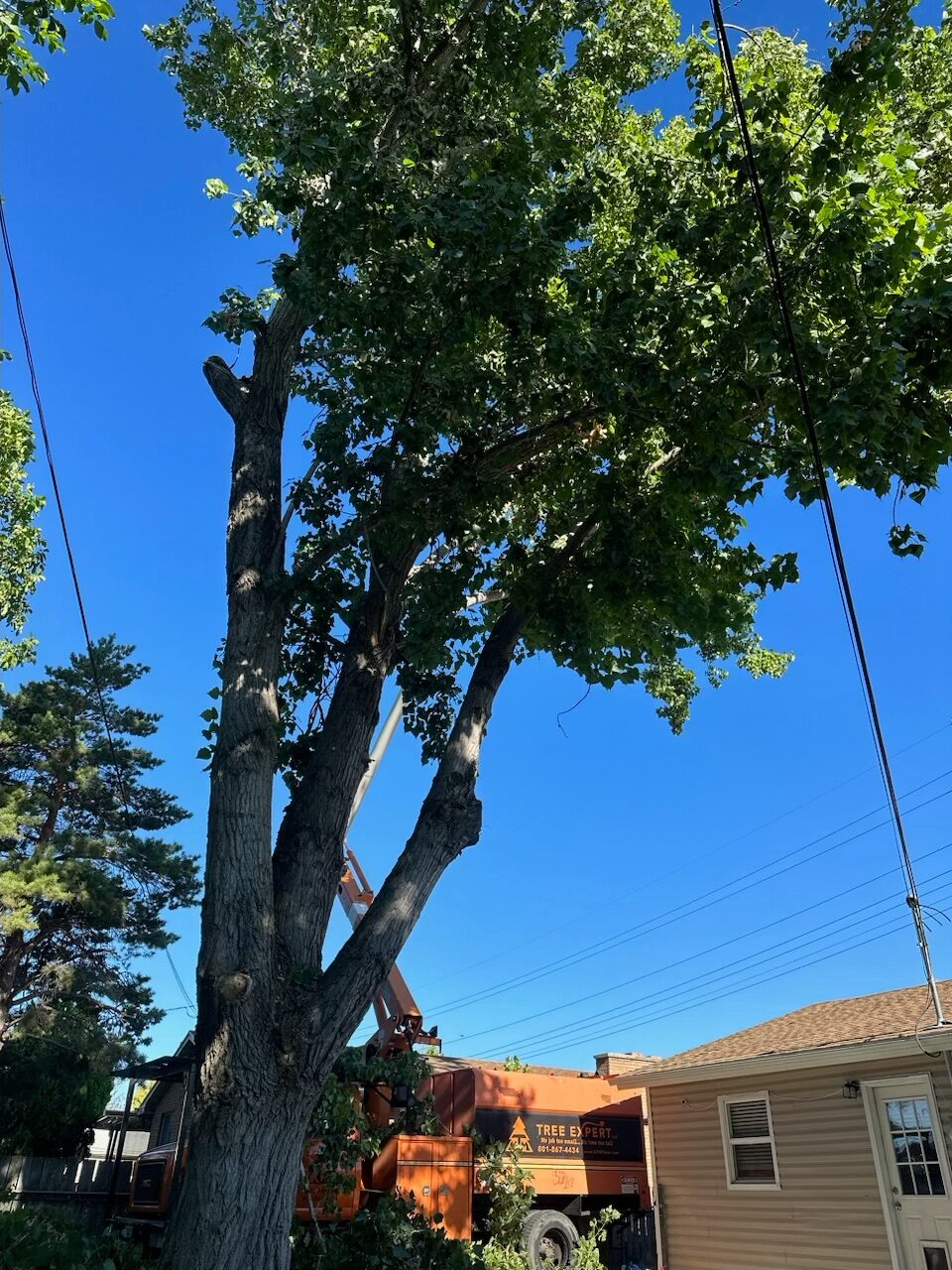 You are currently viewing Never Do This When Cutting Down a Tree