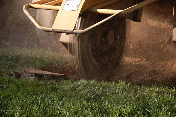 tree stump grinding tool being used