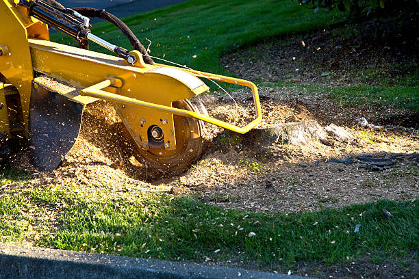 You are currently viewing How Stump Grinding Enhances Your Landscape in Utah County