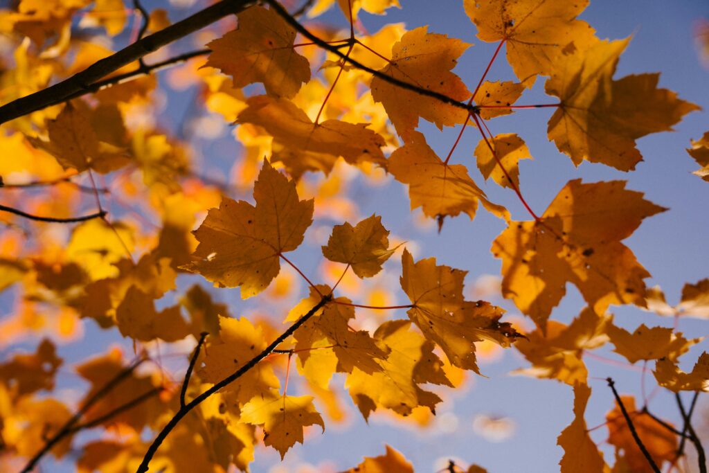 local utah county maple tree services