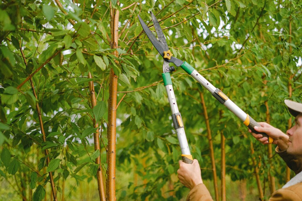 pruning trees in Utah services local