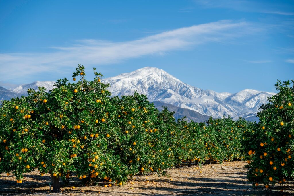 fruit trees locally in utah, utah fruit tree removal service