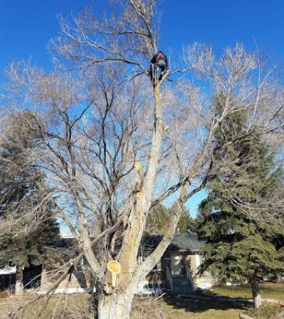 KTM Trees trims a tree in Utah County