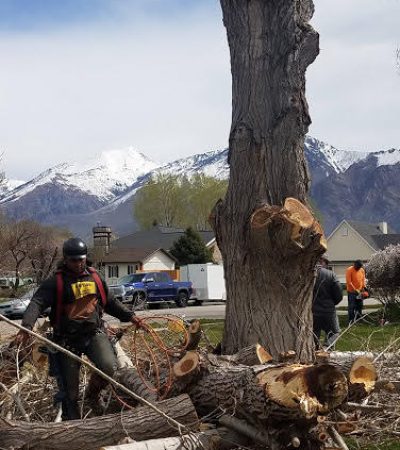 Worker moving logs after tree trimming/pruning with a chainsaw