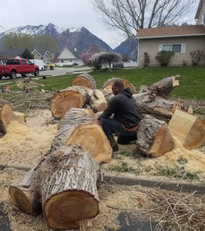 Tree removal in Utah County